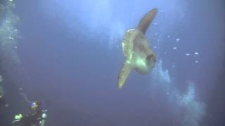 Diving with mola mola (sunfish)  in Gili Tepekong & Mimpang