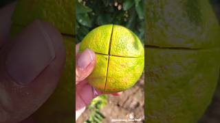 Seasonal fruits 🍑🍓🍎🍒🥝 #fruitfarming #fruitharvest #satisfying #fruitcutting @gardening_lover7469