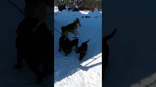 Лайка играет с щенками лабрадора. /Laika plays with Labrador puppies.#shorts