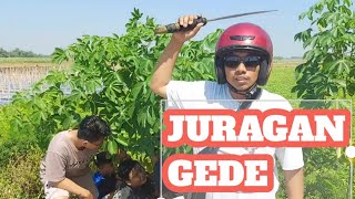 Juragan sugeh