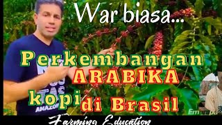 begini perkembangan kopi Arabika di brasil #coffee #kopi #arabika #brasil