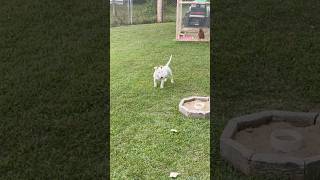 Miniature Schnauzer Playing With English Bull Terrier 🔥🔥🔥🔥 #AKC #BullTerrier #Pretty #Cute #EBT