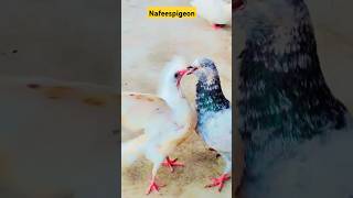 kabootar apne bachhe ko khana kese khilati hai #shorts #viral #nafeespigeon