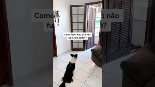 Esse vídeo é para você que tem um cachorro fujão 😅.   #adestramento #cachorro #crdog #shorts