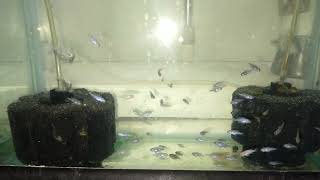 New batch of African Cichlid blue dolphin 🐬🐬😍❤ #cute