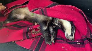 Day Rescue: a badger, a fox and a turtle