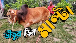 মাল্টা কি শাহীওয়াল নাকি সিন্ধি || Purbasha Agro Kurbani 2023 Collection