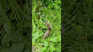 lovely squirel so busy keeping their food under the Bush