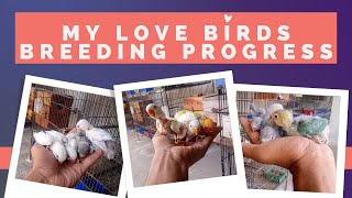 MY LOVEBIRDS BREEDING PROGRESS SEASON 2024 | FIRST CLUTCH ALL BABY'S | AA BIRDS INFORMATION