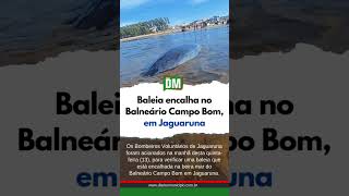 Baleia encalha no Balneário Campo Bom, em Jaguaruna