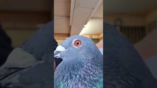 Beautiful eye in a pigeon 🕊🕊 #pigeon #homingpigeon #racingpigeon