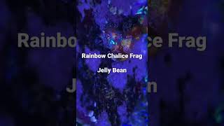 Jelly bean chalice frag