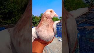 Beautiful kabootar ✨😍❤ || #pigeon #beautiful #kabootar #shorts #ytviral #youtube #trending 🔥🔥