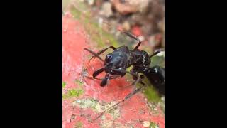 Trap Jaw Ant(Odontomachus simillimus) #ants  #reels #trendingshorts #trending