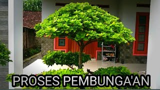 Pembunga'an Bougenville di musim hujan