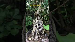 Bonsai mirten #mame #bonsai #bonsaiindonesia #bonsaimini #bonsaivietnam #bonsaimamestyle