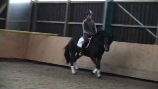 Dressage horse for sale- 4 year old Jazz Rubin