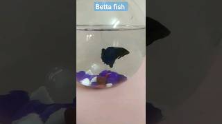 Betta Fish - Fighter fish in fish bowl ❤ #shorts #bettafish #fish