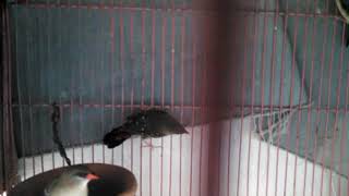 Adeeba birds farm & pets