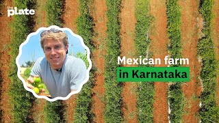 An American growing Mexican tomatillos in India | California Burrito's quest for better taste