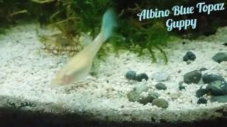 Albino Topaz Guppy Female