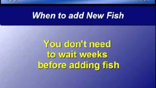 Aquarium Set-Up Tip - 5 - When to add fish