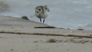 White-rumped Sandpiper and Sanderling