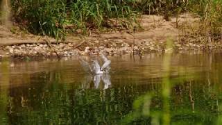 4k  Zwergseeschwalbe n brüten in Südbrandenburg /  _ Sternula albifrons _ little tern