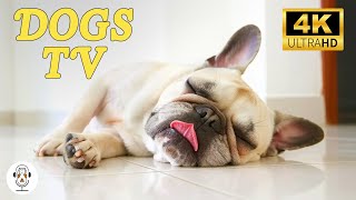 11 Hours of Dog TV: Music for Dogs | Relaxation Music to Ease Separation Anxiety and Calm Your Dog!