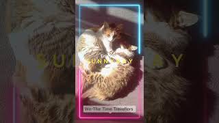 My Pets #cat #catvideos #petsshorts #catholic