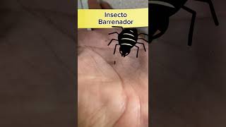 Insectos Barrenadores, Matan Plaga en mi Durazno‼️🚨🌳 #árboles #plantas #arboriculture #arboles