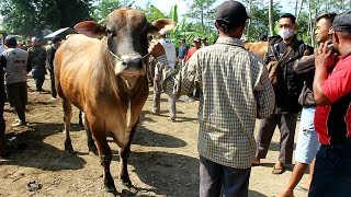 Prebegan Pasar Sapi Banjarnegara Jelang Idul Adha 2023