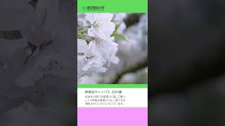 桜前線2024【神楽坂キャンパス編】#東京理科大学 #桜 #shorts