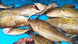 Catch some of Goliath grouper fish //trigger fish catching at offshore