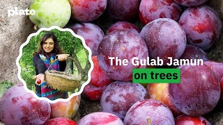 How plums grown in Manali make it to the south of India | The facinating journey of a plum