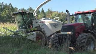 Maishäckseln 2024 Claas Jaguar 970 Orbis 750 mit 5 Stück abfuhr Gespannen Von der Biogas Anlage Bad