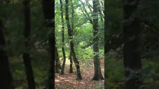 Im Wald spazieren gehen