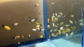 Tiger platy fish