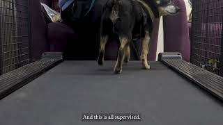 FitFurLife Gait4Dog Treadmill subtitled