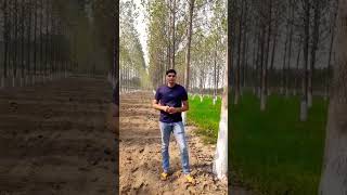 पोपुलर पेड़ की खेती मे उभरता सितारा मोहित भाई#treefarming #farming #agriculture #hindi