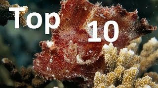 Top 10 Camouflage Sea Creatures