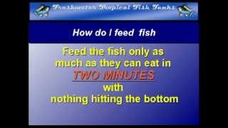 Food Tip 2 - How Do I Feed?