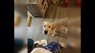 January 2024 Perfect Pet Winner: Gainer the Golden Retriever