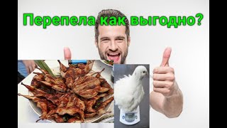 ПЕРЕПЕЛА ЭТО МНОГО ВКУСНОГО МЯСА!