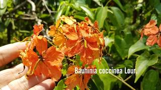 Bauhinia coccinea (Lour) DC. Beautiful climbing vine