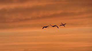 Grues cendrées au Lac du Der (France)