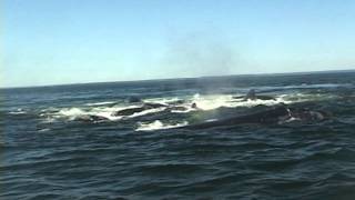 Right Whale Surface Active Group