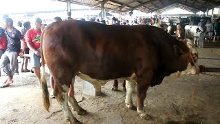 Sapi Potong Jumbo Super Banjiri Pasar Hewan Banjarnegara