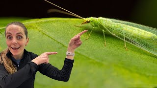 Green Lacewings: Why They've Earned The Nickname the Aphid Lion