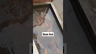 ikan koi #shortbeta #shortyoutube #videoshort #fyp #fypシ #suasanakampung